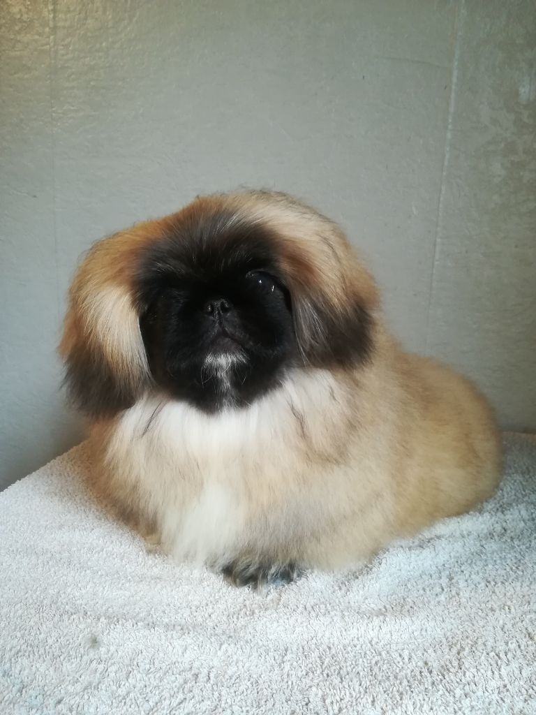 Du Palais De Nashka - Chiots disponibles - Pekinois