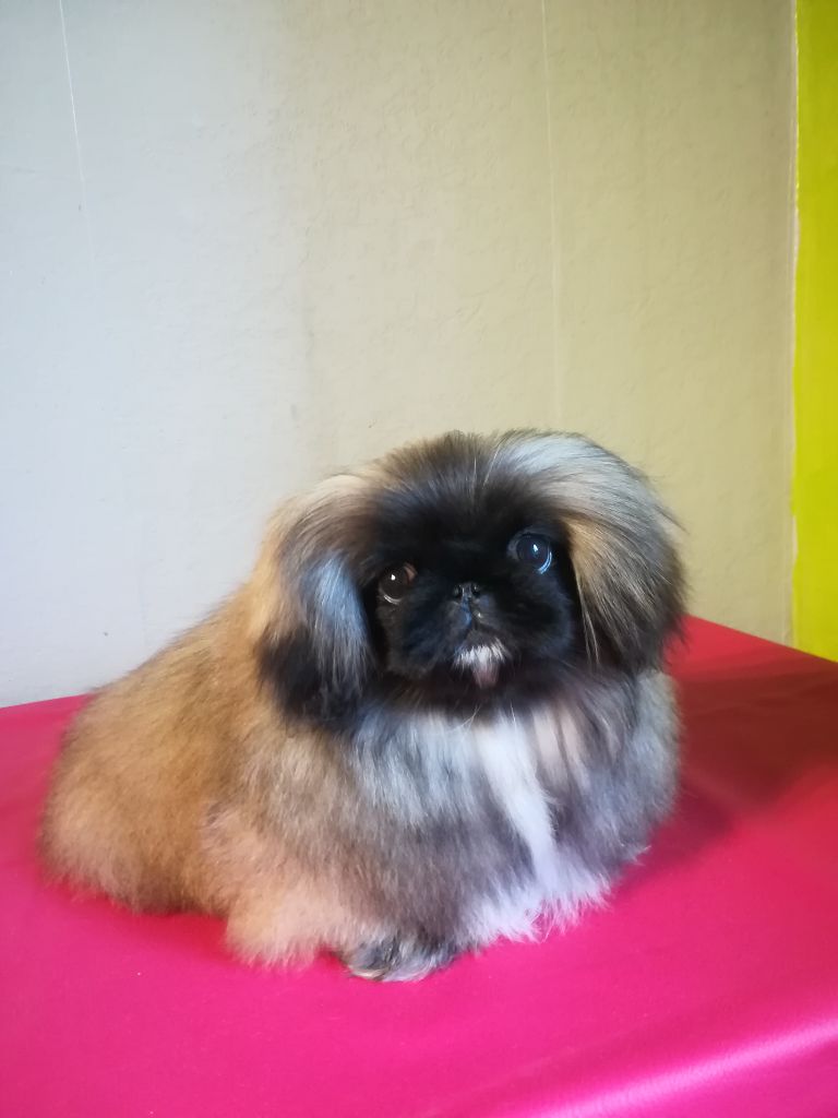 Du Palais De Nashka - Chiots disponibles - Pekinois